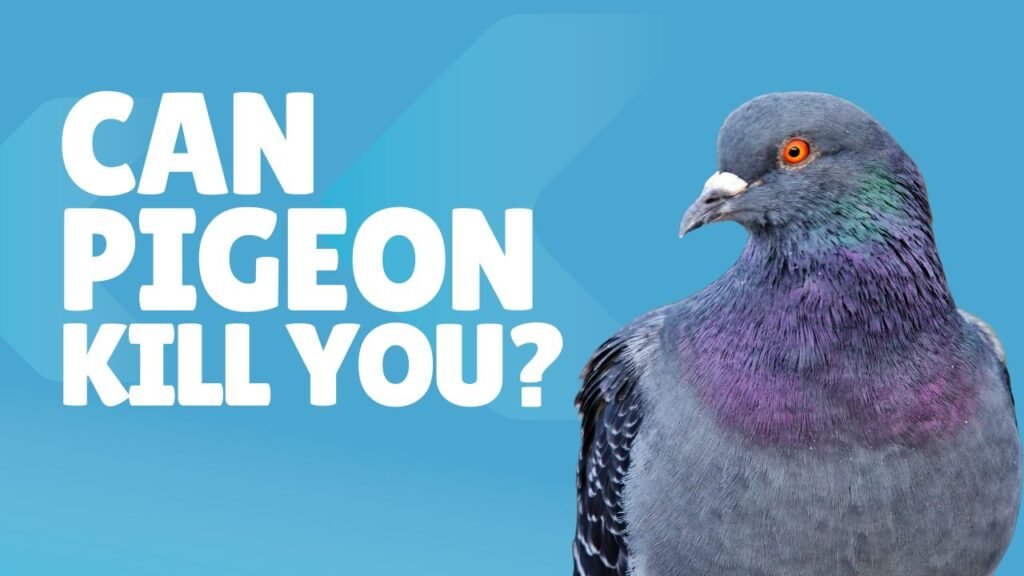 Can Pigeon Poop Kill You